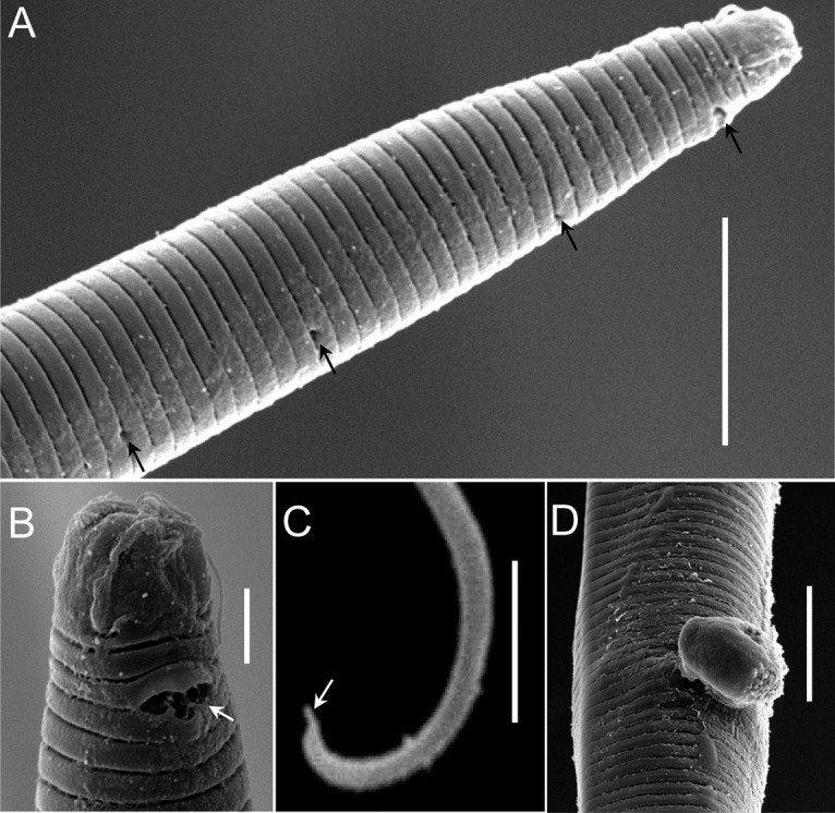 Fig. 8