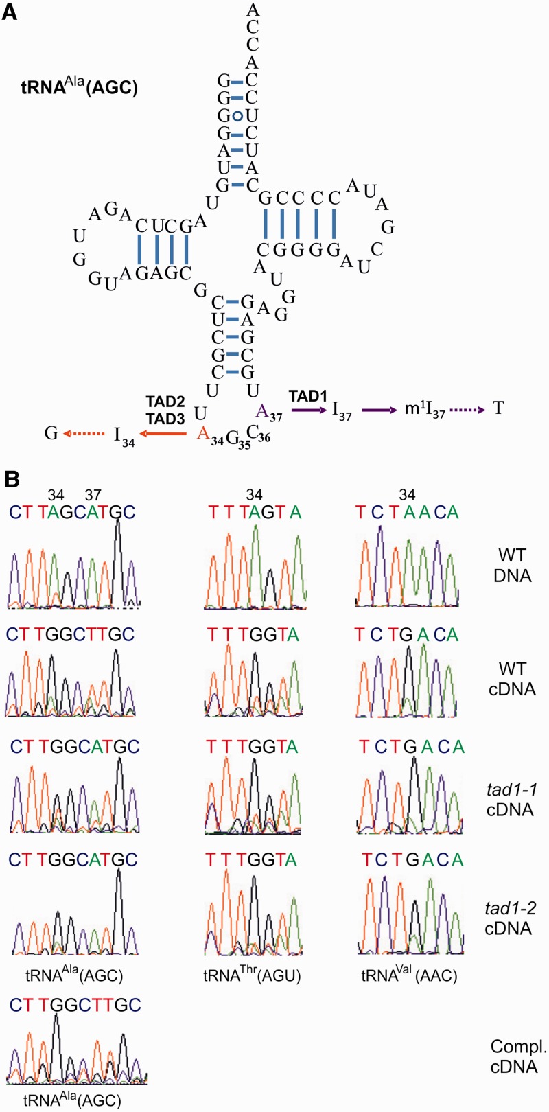 Figure 3.