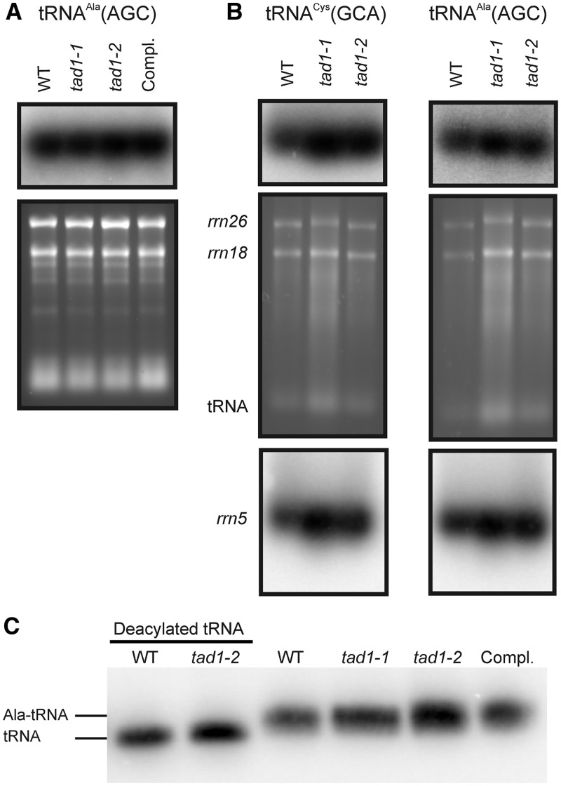 Figure 4.