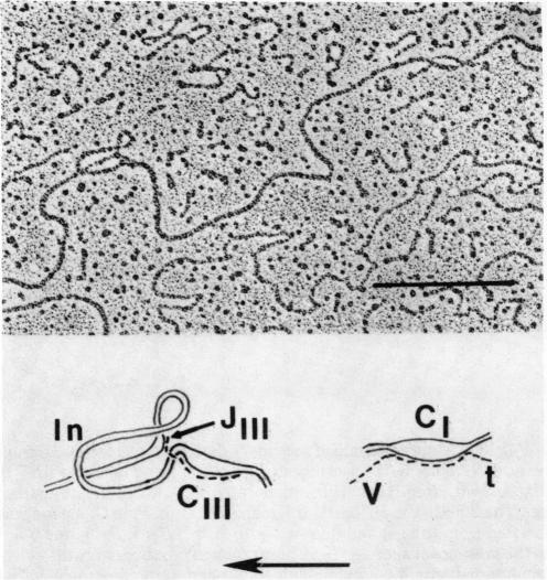 graphic file with name pnas00657-0570-b.jpg