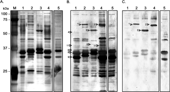 FIG 1