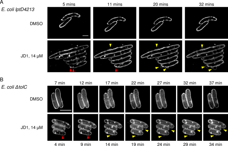 Fig 6