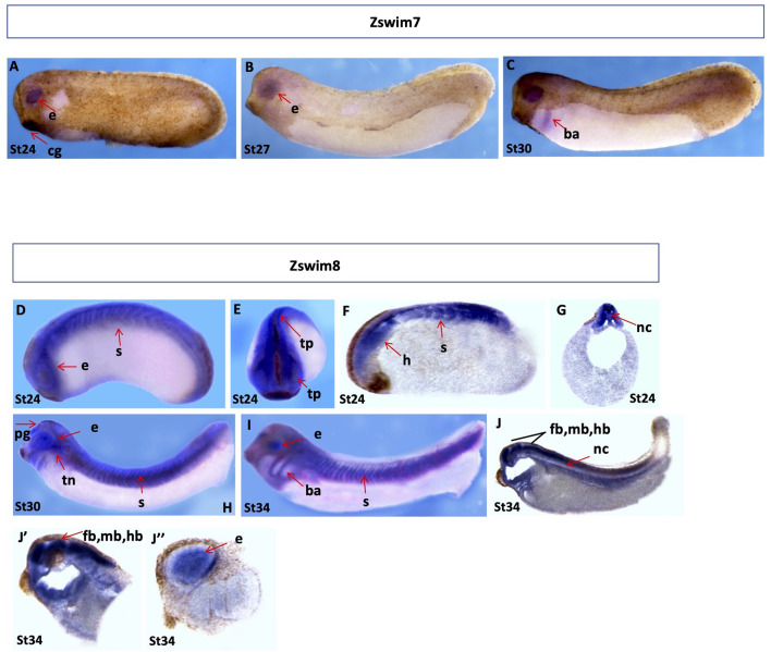 Figure 7