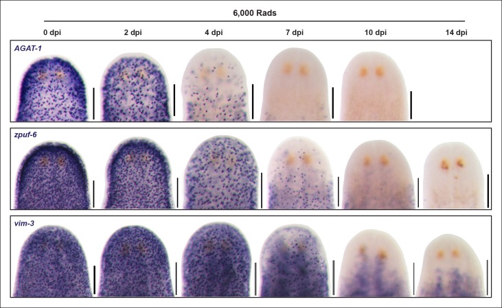 Figure 3—figure supplement 1.