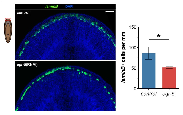 Figure 5—figure supplement 4.