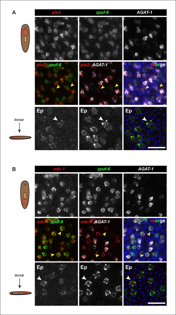 Figure 2—figure supplement 3.