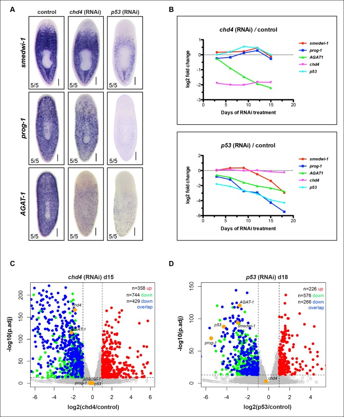 Figure 1—figure supplement 1.