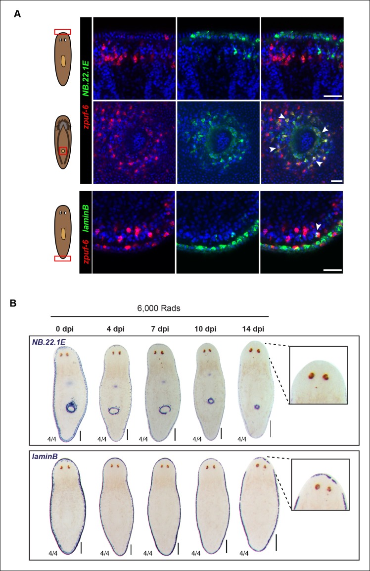 Figure 4—figure supplement 3.