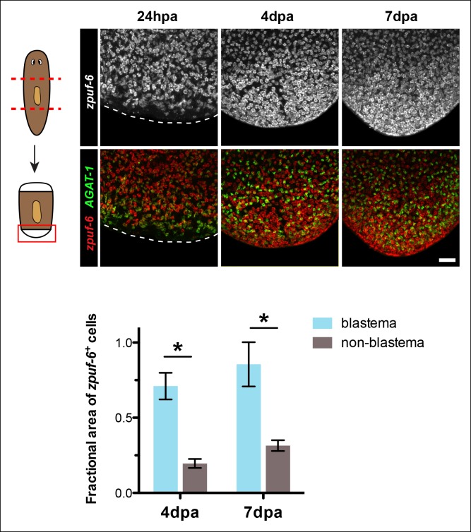 Figure 4—figure supplement 2.