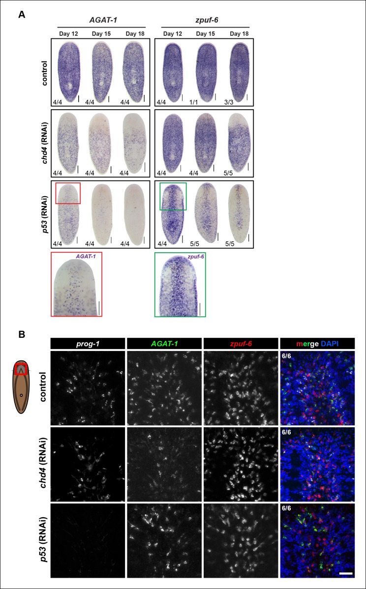 Figure 3—figure supplement 2.