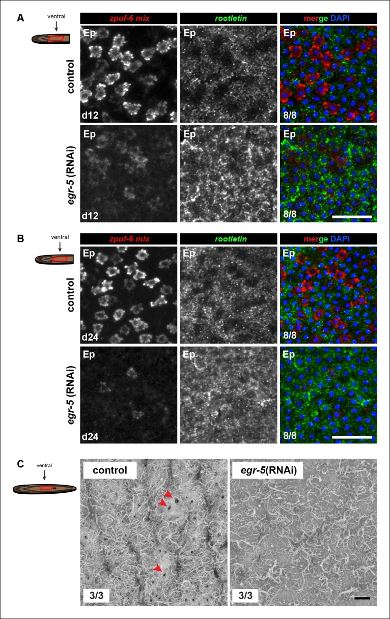 Figure 5—figure supplement 3.