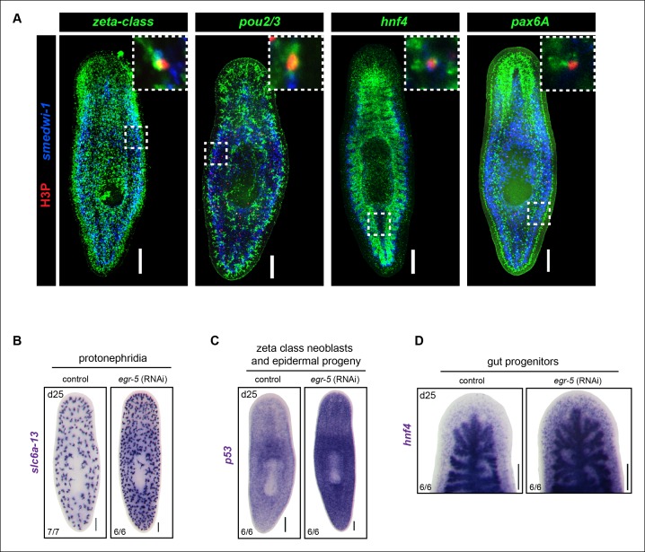 Figure 6—figure supplement 1.