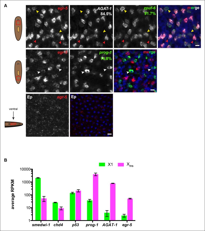 Figure 5—figure supplement 2.