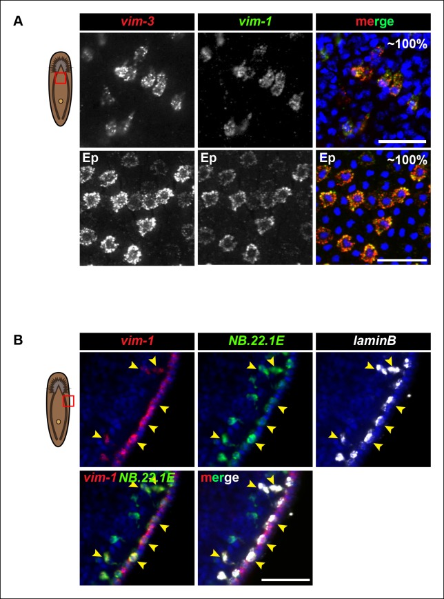 Figure 4—figure supplement 1.