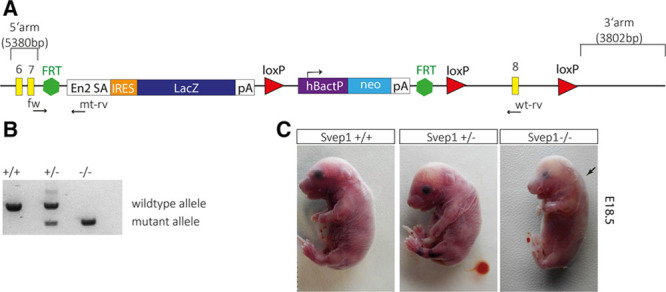 Figure 6.