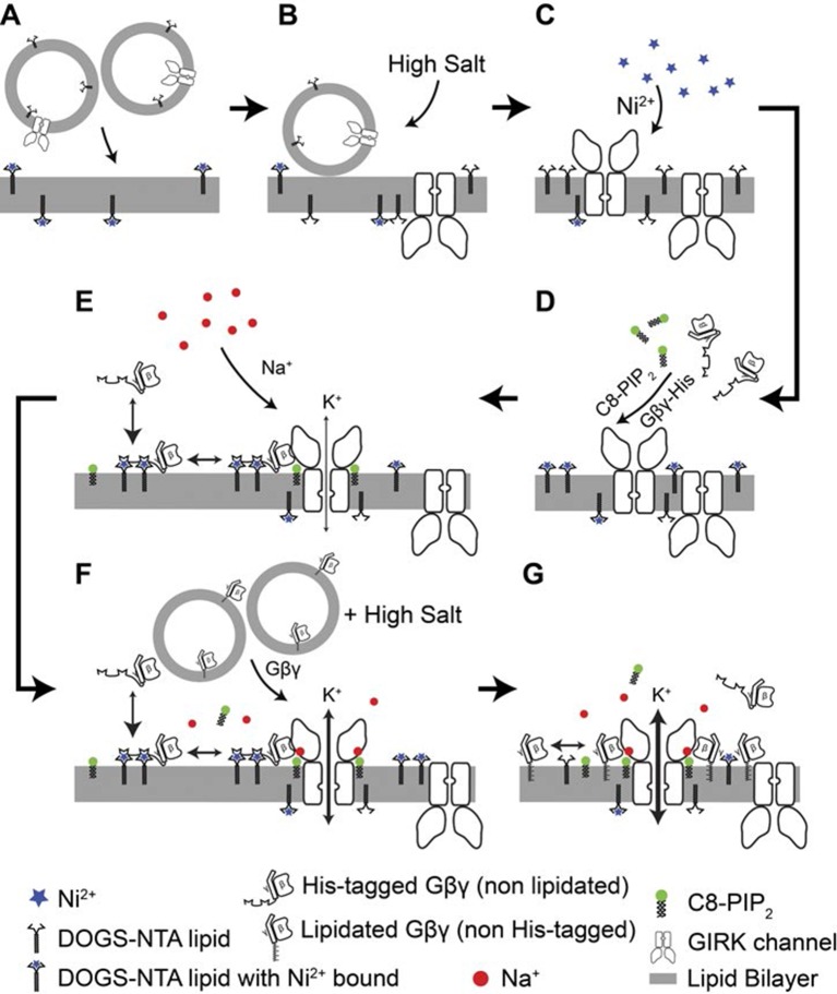 Figure 1—figure supplement 1.