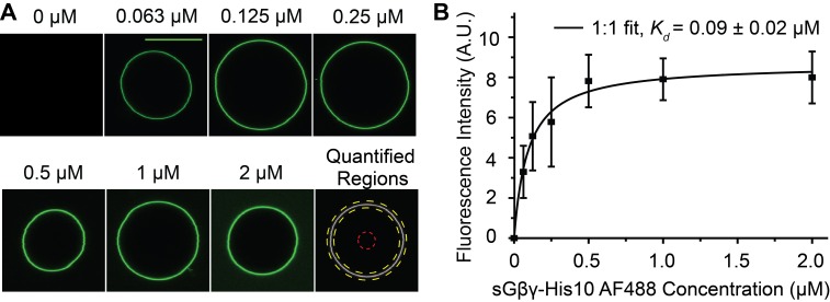 Figure 2—figure supplement 1.