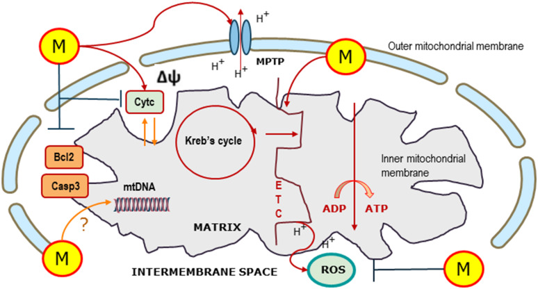 Fig. 1