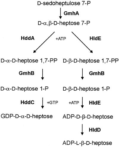 FIG. 5.