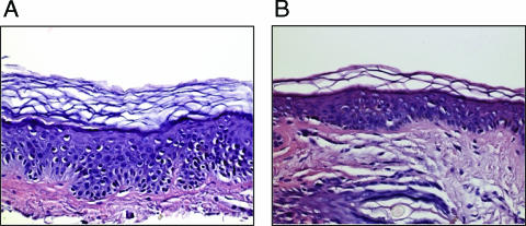 FIG. 7.