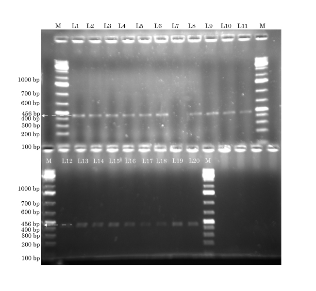 [Table/Fig-5]: