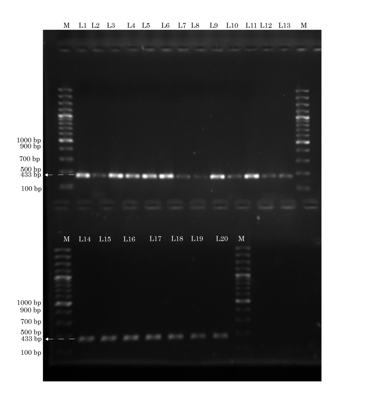 [Table/Fig-2]: