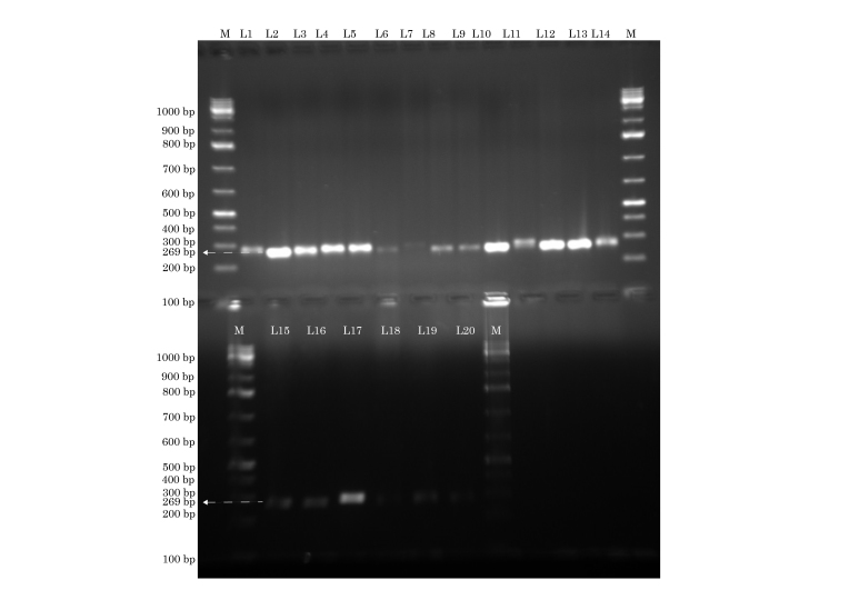 [Table/Fig-4]: