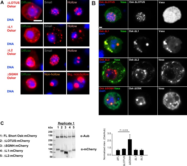 Figure 5—figure supplement 1.