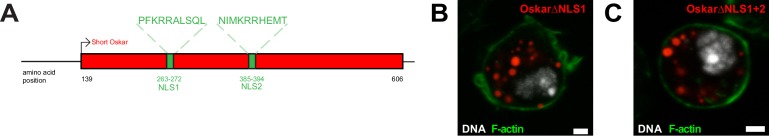 Figure 6—figure supplement 1.