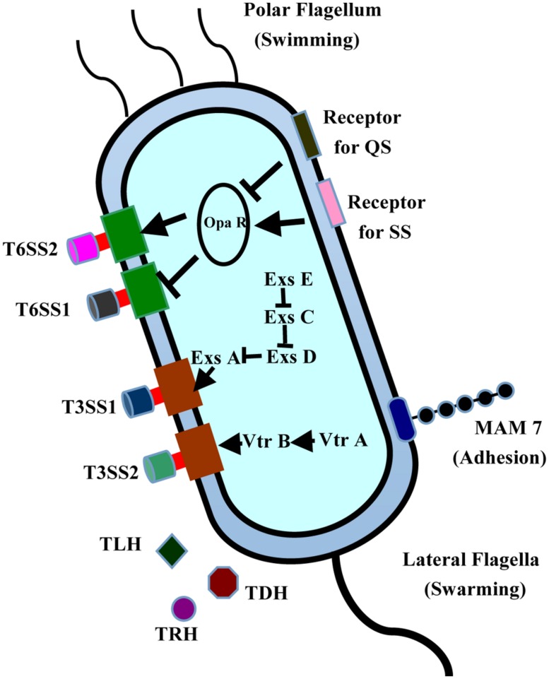 FIGURE 1