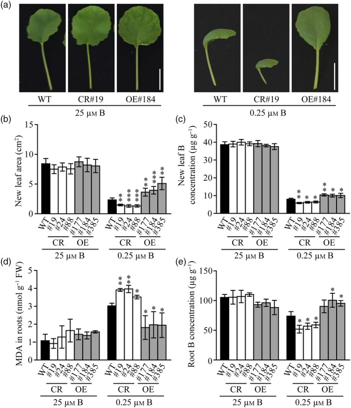 Figure 5