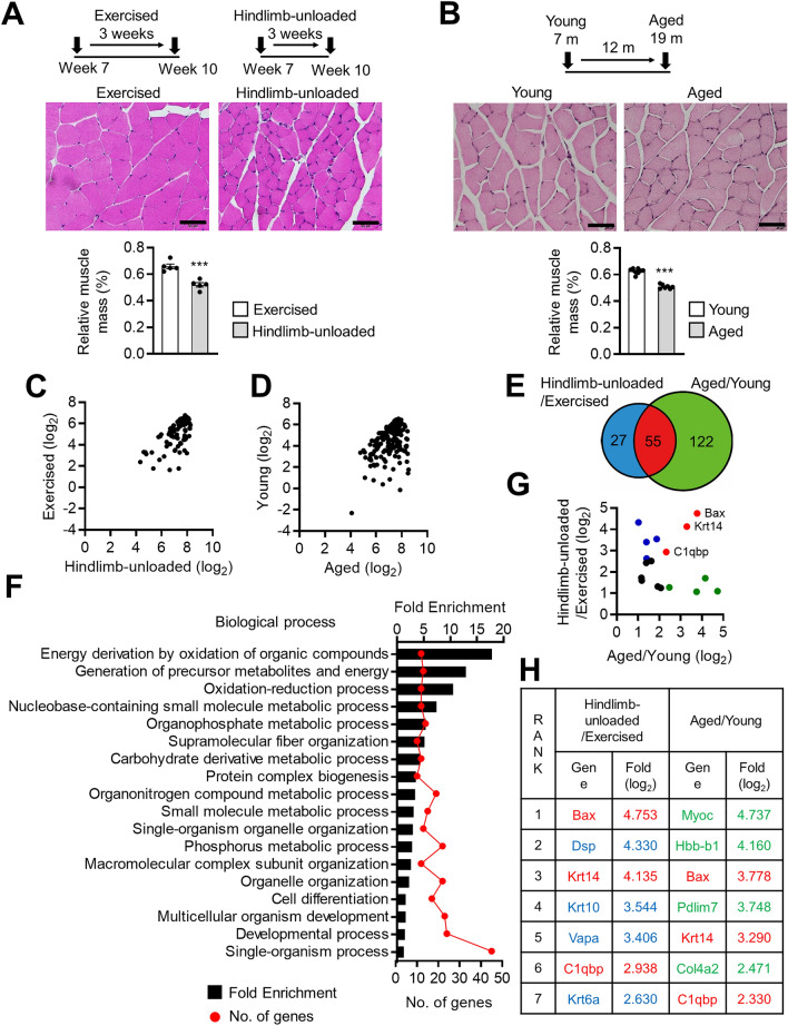 Extracellular C1qbp inhibits myogenesis by suppressing NFATc1 - PMC