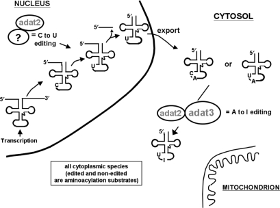 Figure 7.