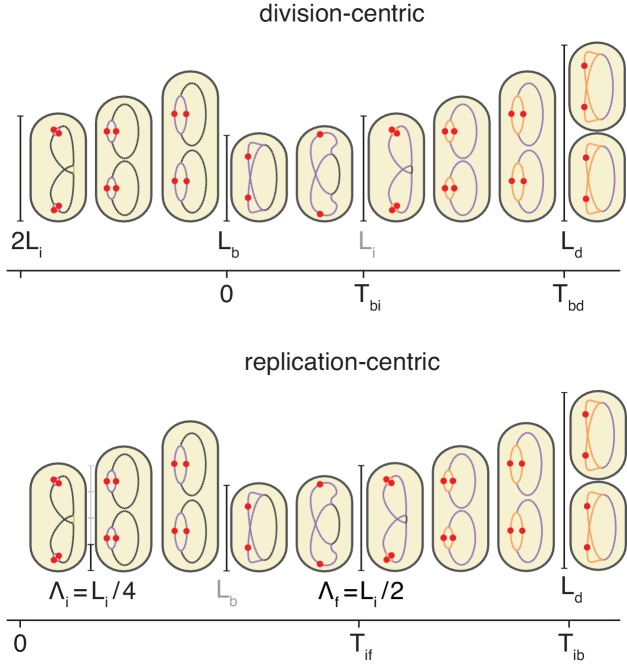 Figure 1—figure supplement 1.