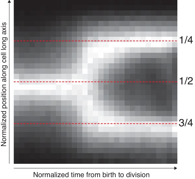 Figure 4—figure supplement 1.