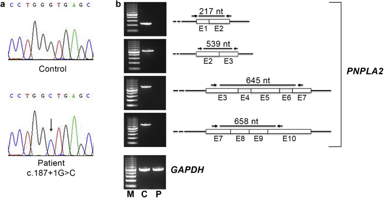 Figure 2