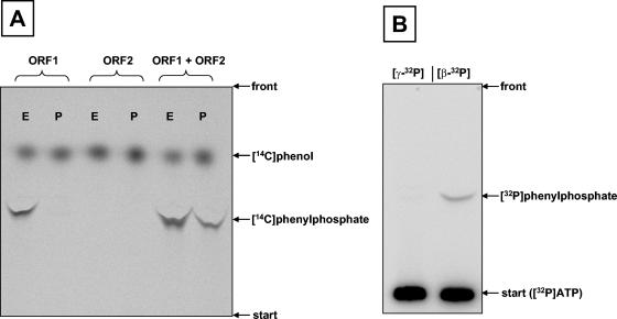 FIG. 5.