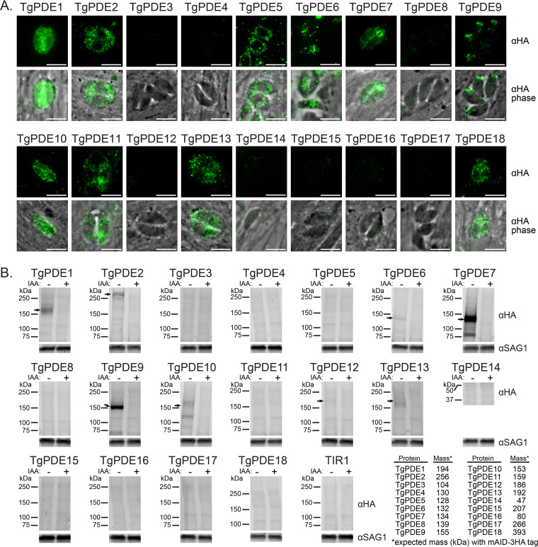 FIG 3