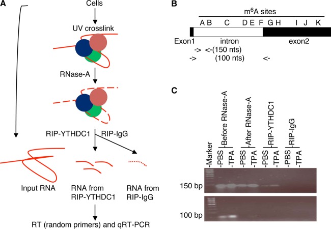 FIG 11