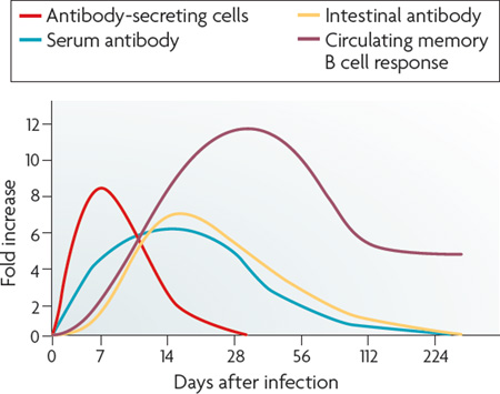 Box 1 | The human immune response to Vibrio cholerae