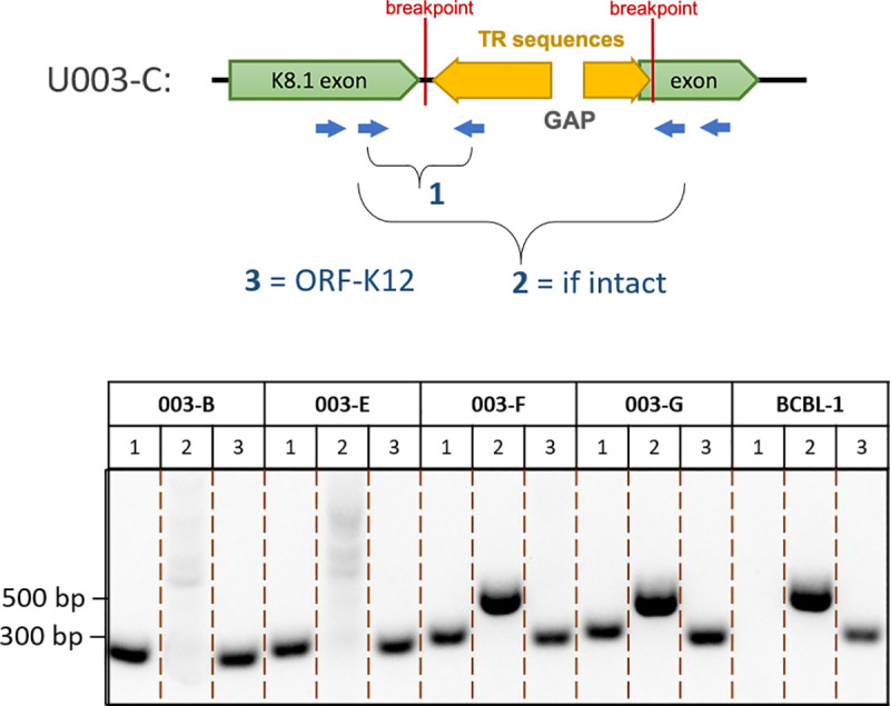 Fig 8