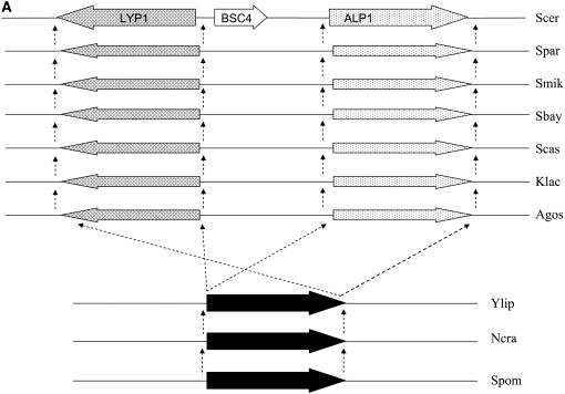 Figure 3.—