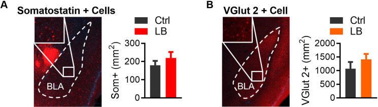 Figure 5—figure supplement 1.