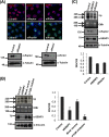 FIG 6