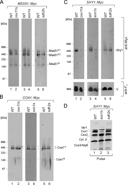 FIG. 2.