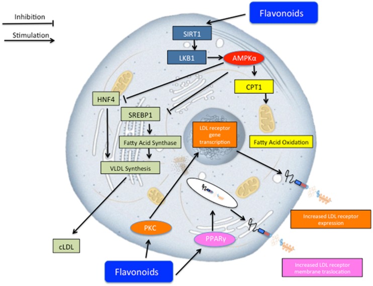 FIGURE 4