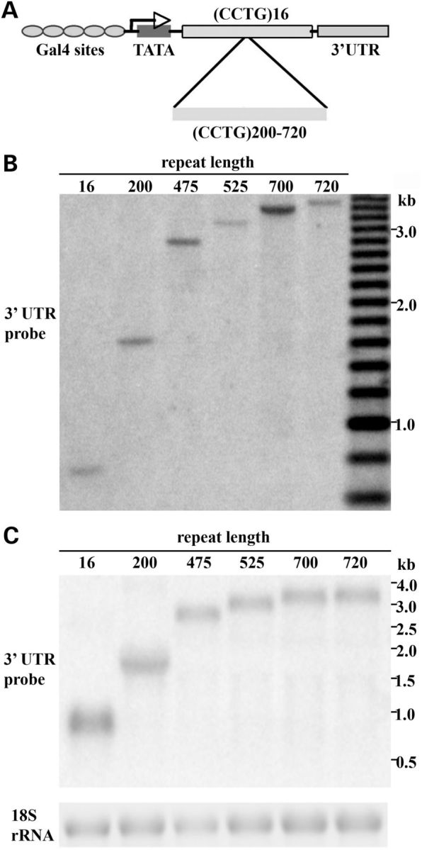 Figure 1.