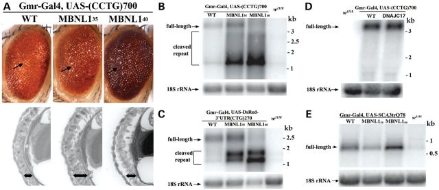 Figure 4.