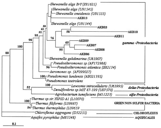 FIG. 1.