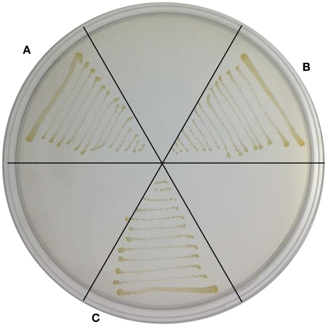 Figure 5